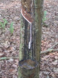 Sap from a rubber tree in Malaysia
